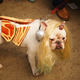 Illustration for article titled The Best Costumes From The Tompkins Square Dog Parade